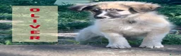Meticcio cani in regalo: Apple e Oliver cuccioli di 4 mesi cercano casa  - Annuncio 10