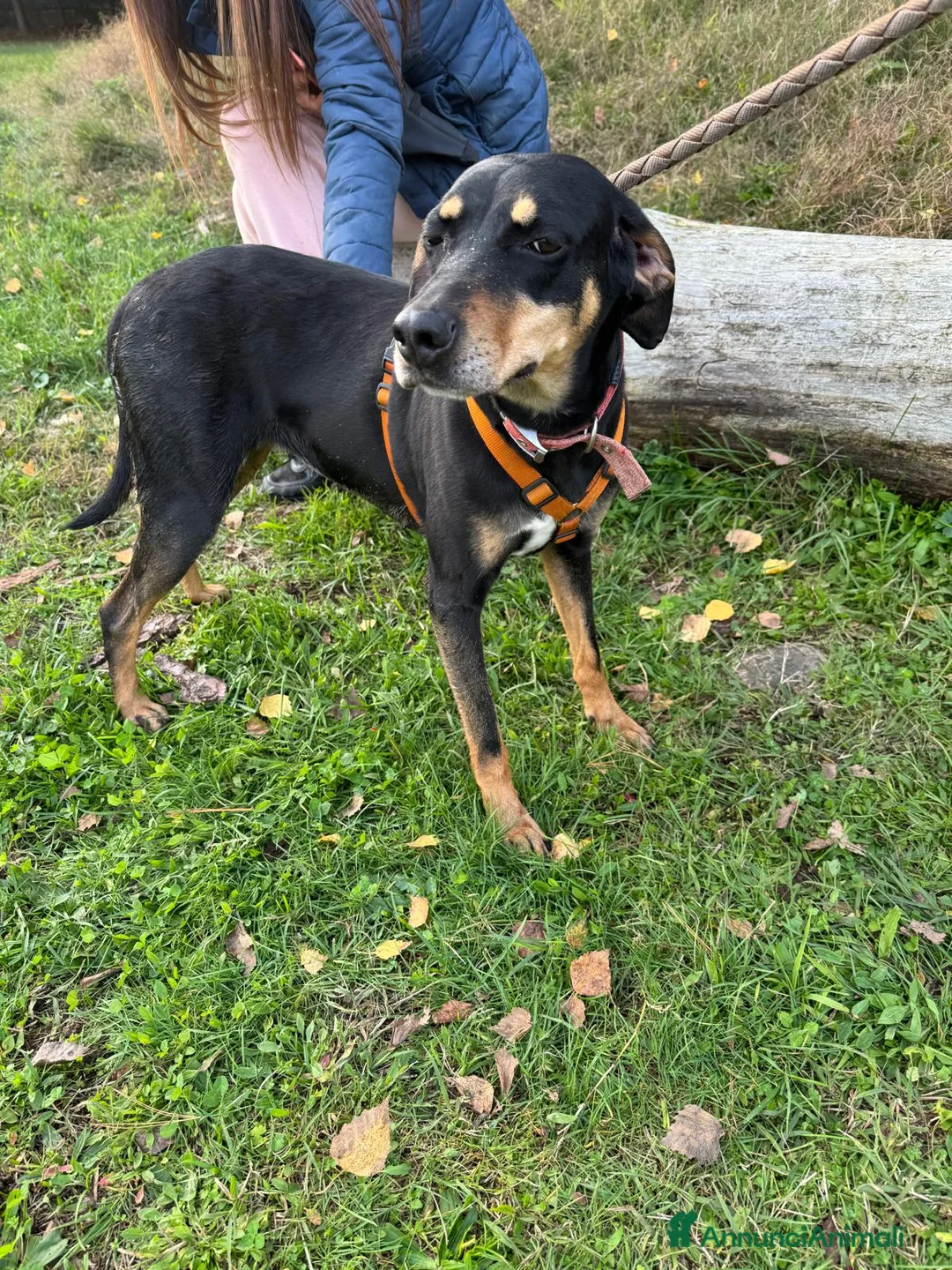 Segugio cani in regalo: SKYLAR, una splendida mix segugio a Città metropolitana di Milano - Annuncio 6