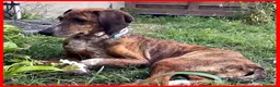 Segugio cani in regalo: SVITOL adorabile segugetta a Città metropolitana di Milano - Annuncio 8