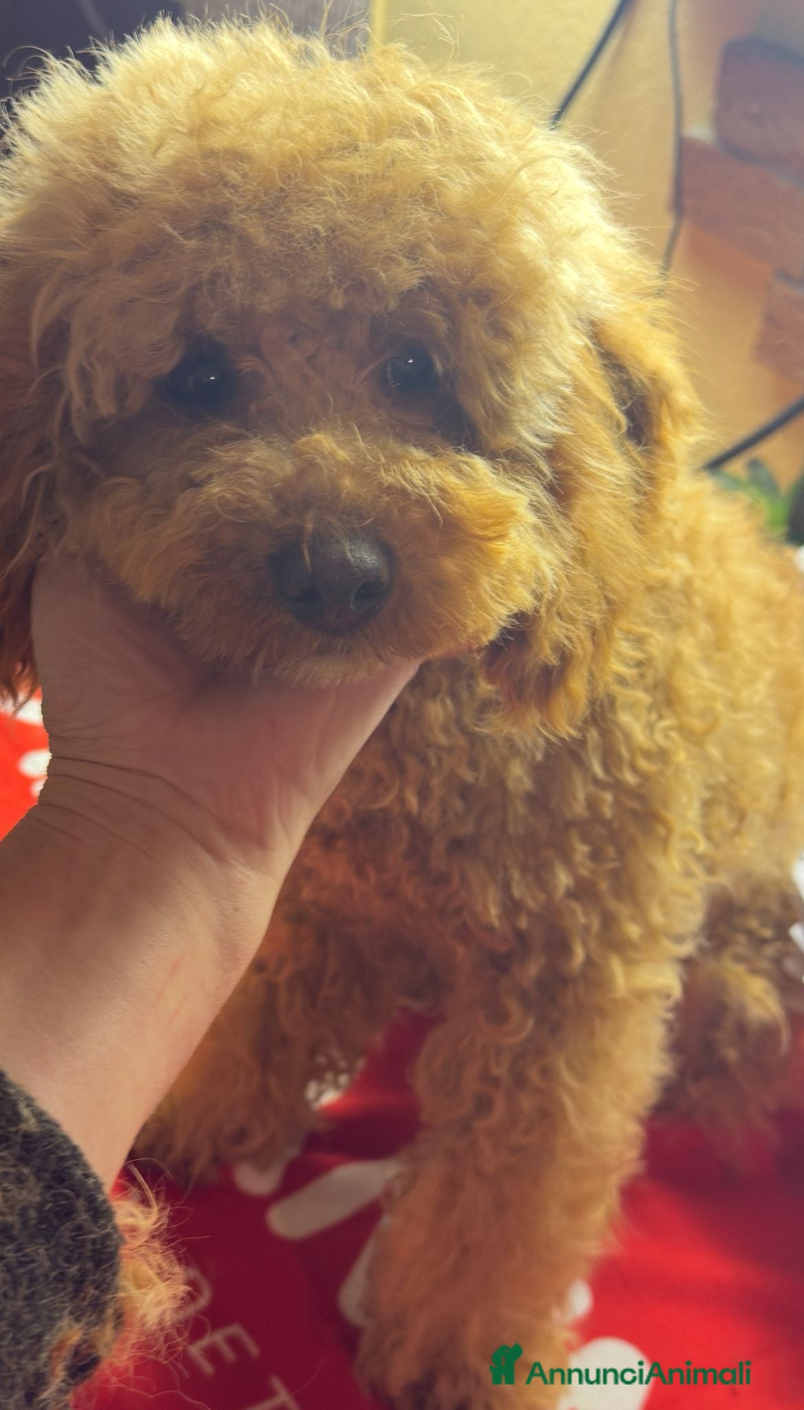 Barbone cani Barbone Medio albicocca - Annuncio 1