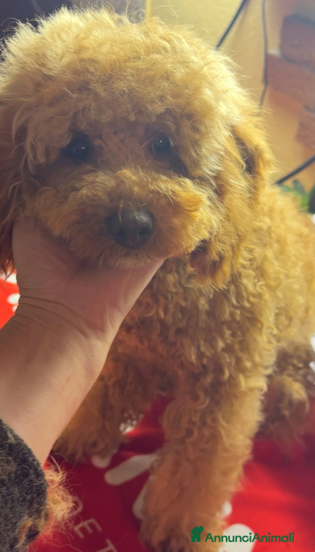 Barbone cani in vendita: Barbone Medio albicocca - Annuncio 1