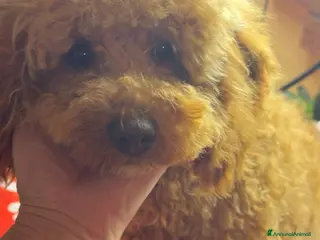 Barbone cani Barbone Medio albicocca - Annuncio 1