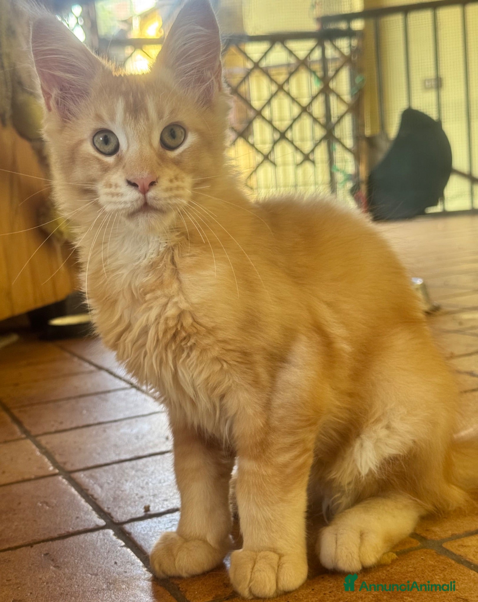 Maine Coon gatti MAINE COON MASCHIO XL rosso/bianco pedigree  - Annuncio 4