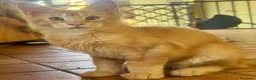 Maine Coon gatti in vendita: MAINE COON MASCHIO XL rosso/bianco pedigree  - Annuncio 1