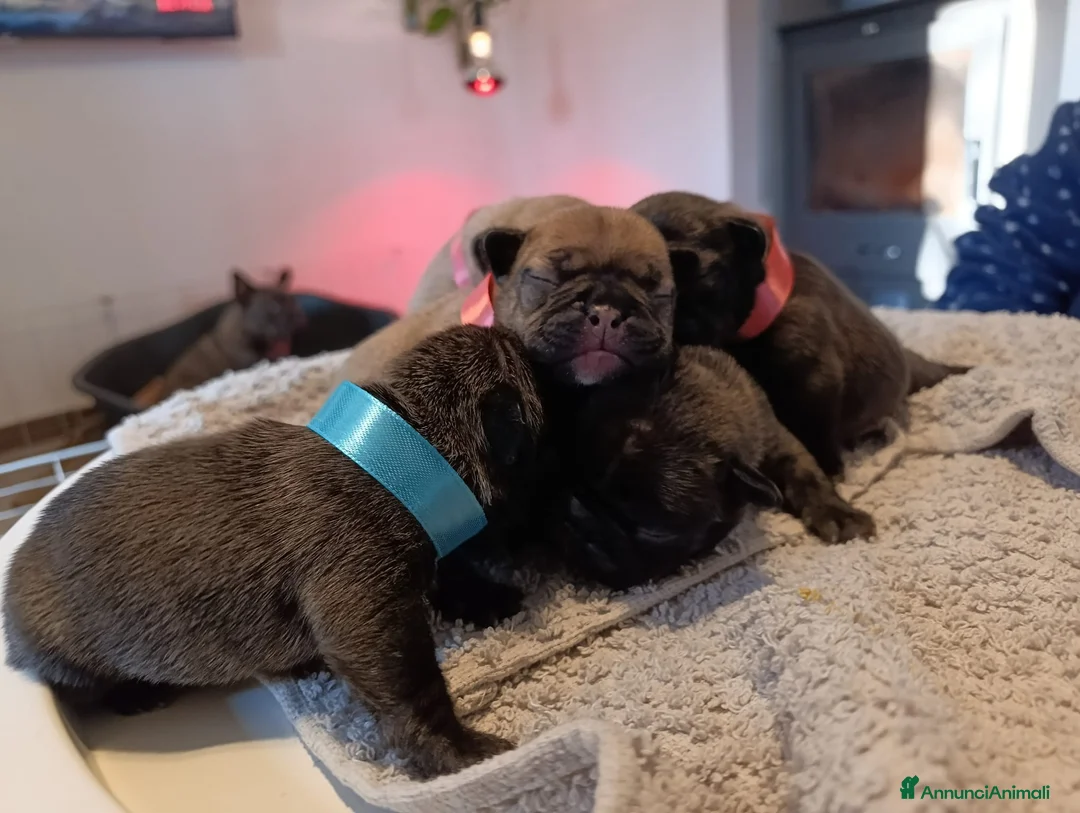 Bulldog Francese cani in vendita: Cucciolata bulldog francese  a Città Metropolitana di Torino - Annuncio 1