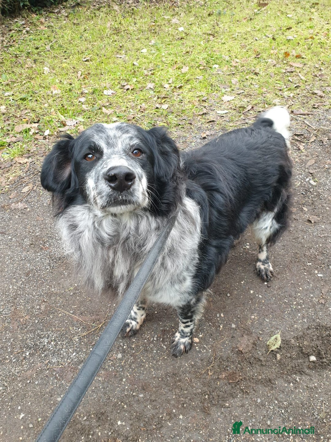 Meticcio cani in regalo: 2fratelli mix caccia vissuti 9anni in 1lager.ROMA a Città metropolitana di Milano - Annuncio 4
