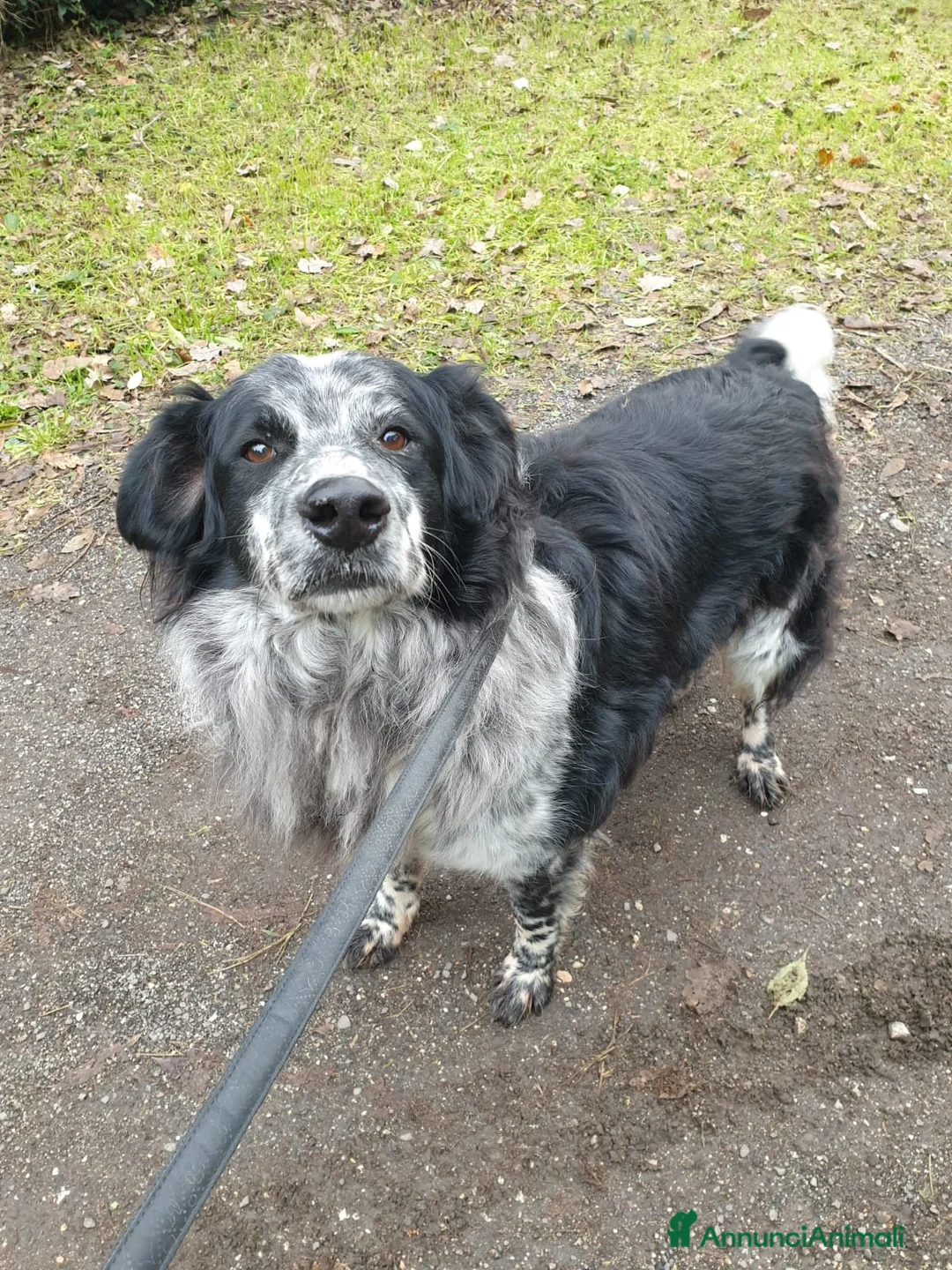 Meticcio cani in regalo: 2fratelli mix caccia vissuti 9anni in 1lager.ROMA a Città metropolitana di Milano - Annuncio 4