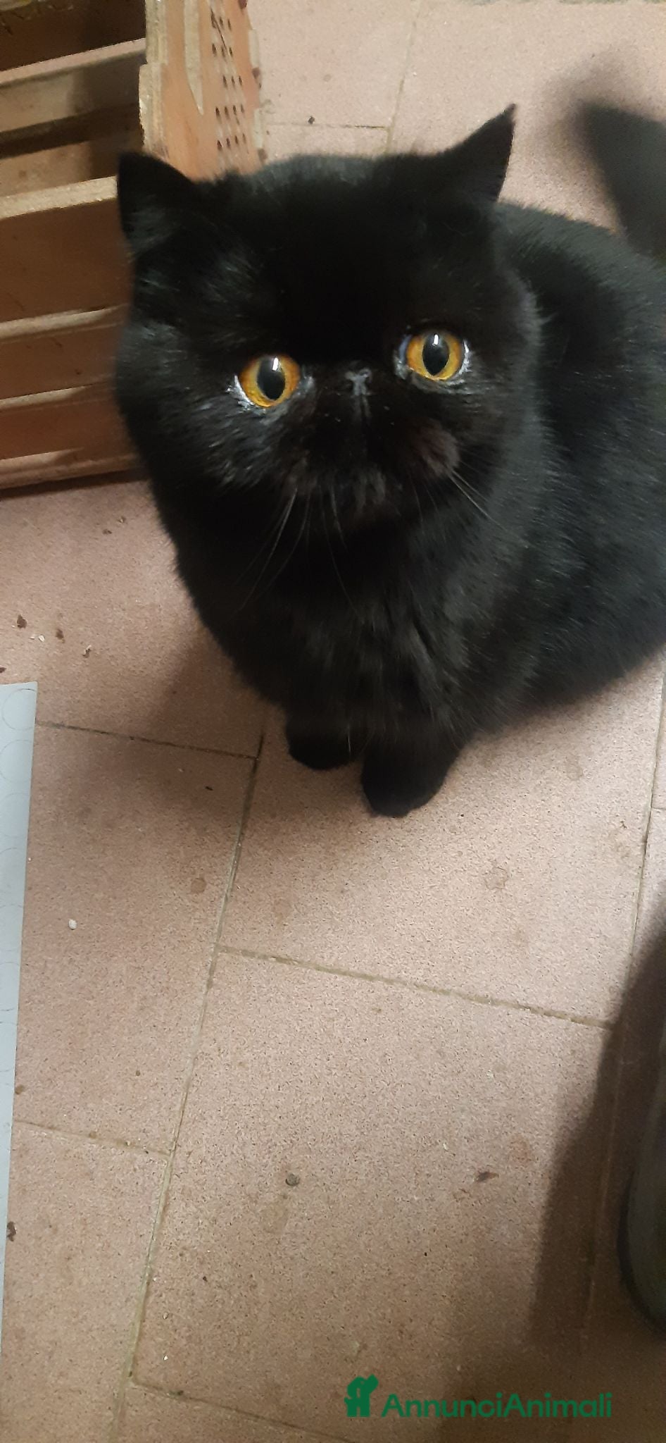 Persiano gatti Ciccioli persiani bianchi e neri - Annuncio 11