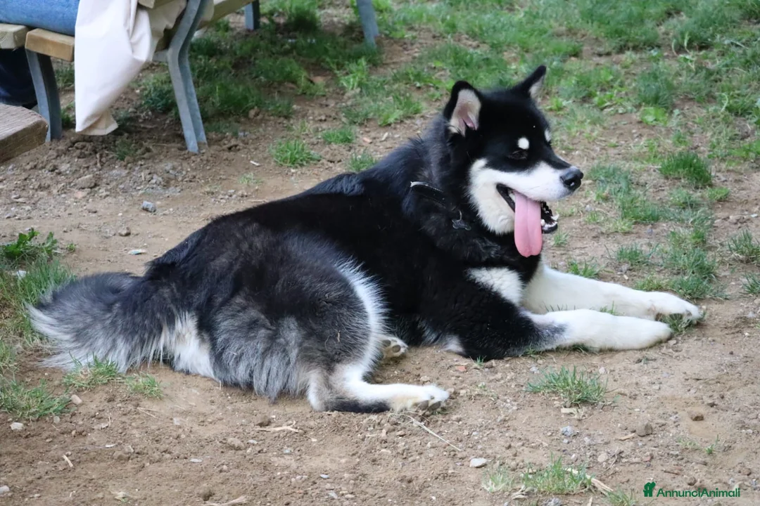 Alaskan Malamute cani per accoppiamento: Alaskan malamute a Provincia di Livorno - Annuncio 34