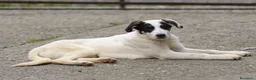 Meticcio cani in regalo: jasmine - Annuncio 3