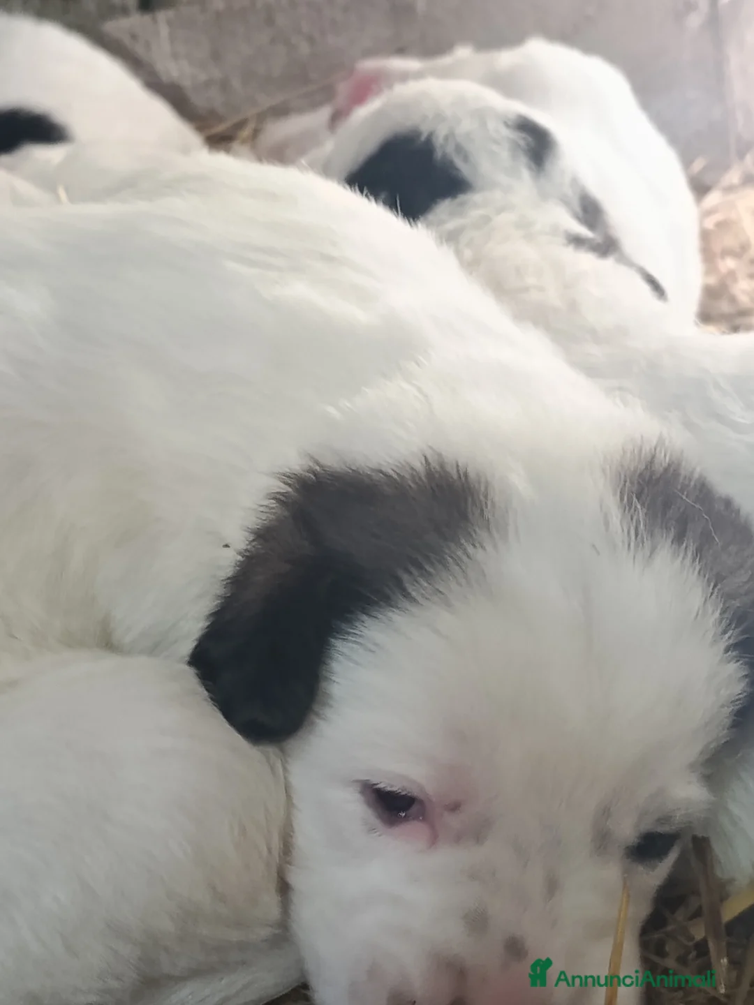 Meticcio cani in regalo: Piccoli cercano famiglia  a Provincia di Avellino - Annuncio 3