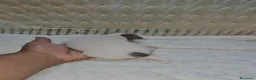 Chihuahua cani in vendita: Chihuahua maschio toy a Città Metropolitana di Bologna - Annuncio 6
