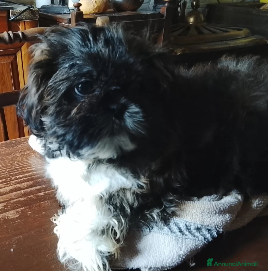 Shih Tzu cani in vendita: Splendida cucciola di Shitzu - Annuncio 2