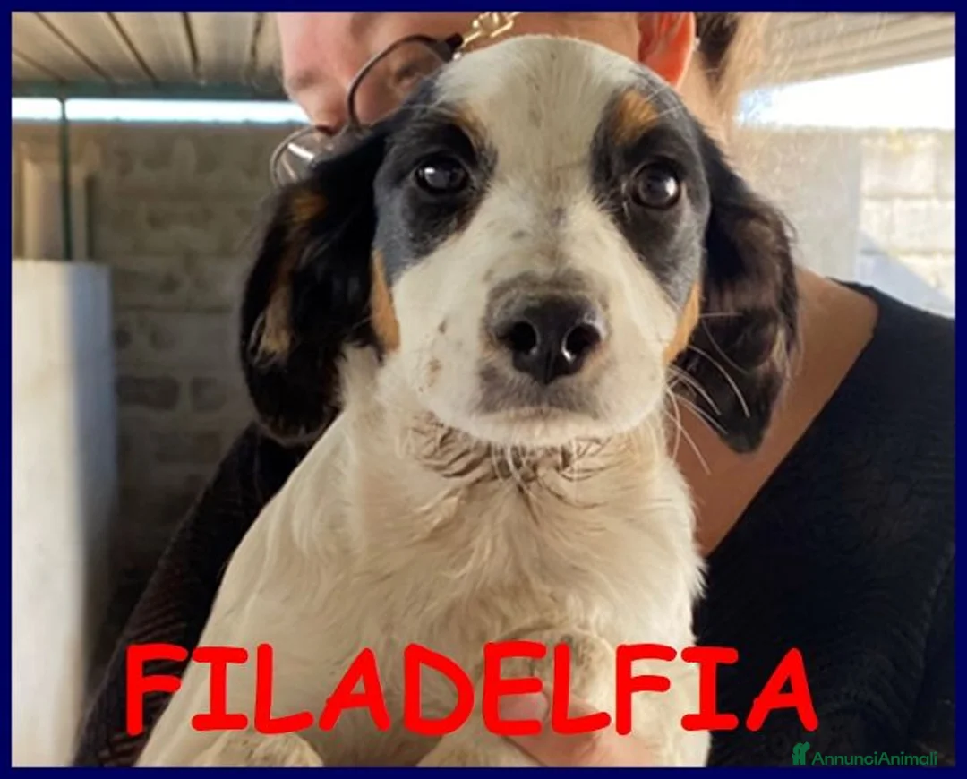 Meticcio cani in regalo: FILADELFIA dolcissima tg mediopicc. - Annuncio 2