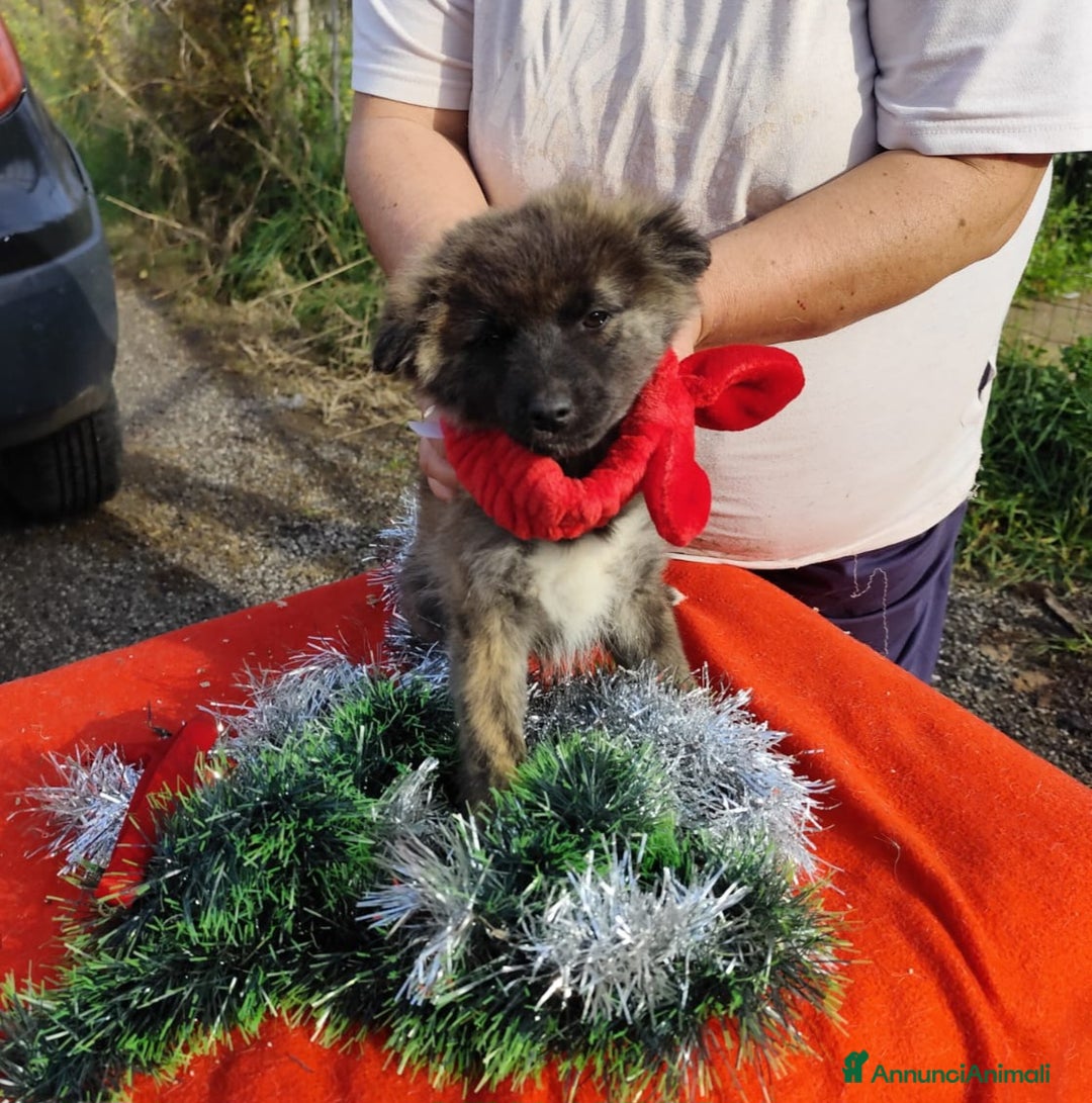 Meticcio cani in regalo: GEORGI cucciola 3 mesi taglia piccola - Annuncio 17