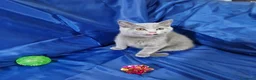 Scottish gatti in vendita: Scottish straight  - Annuncio 3