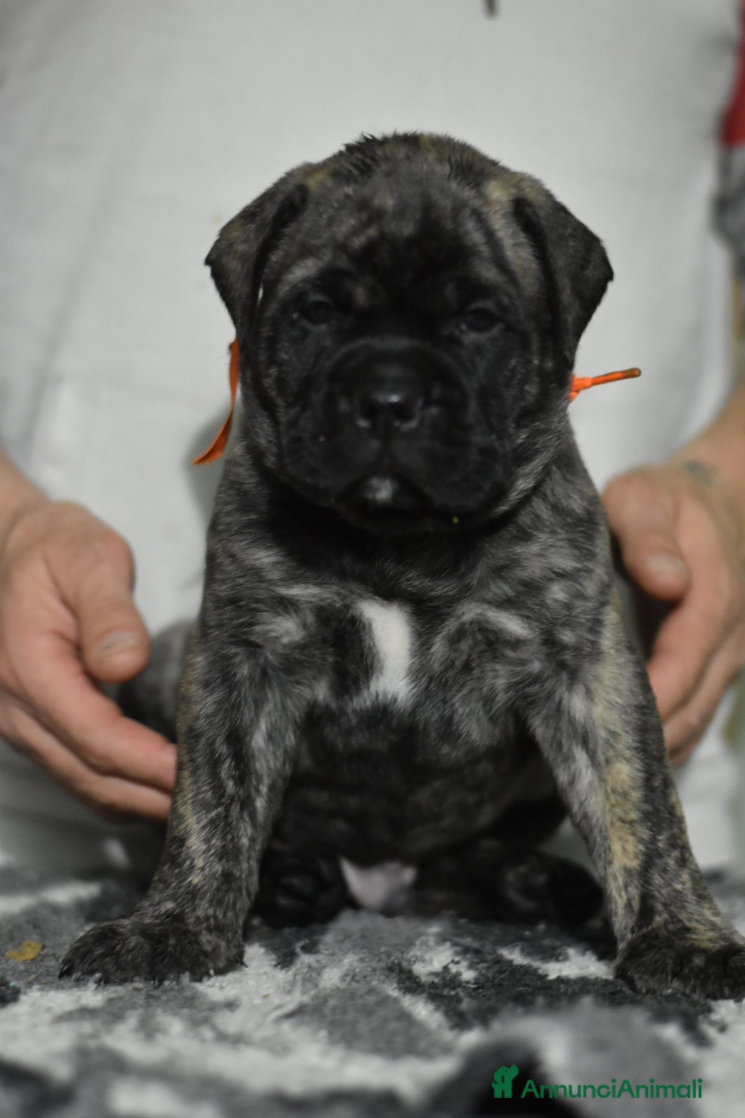 Bullmastiff cani in vendita: CUCCIOLI BULLMASTIFF - Annuncio 5