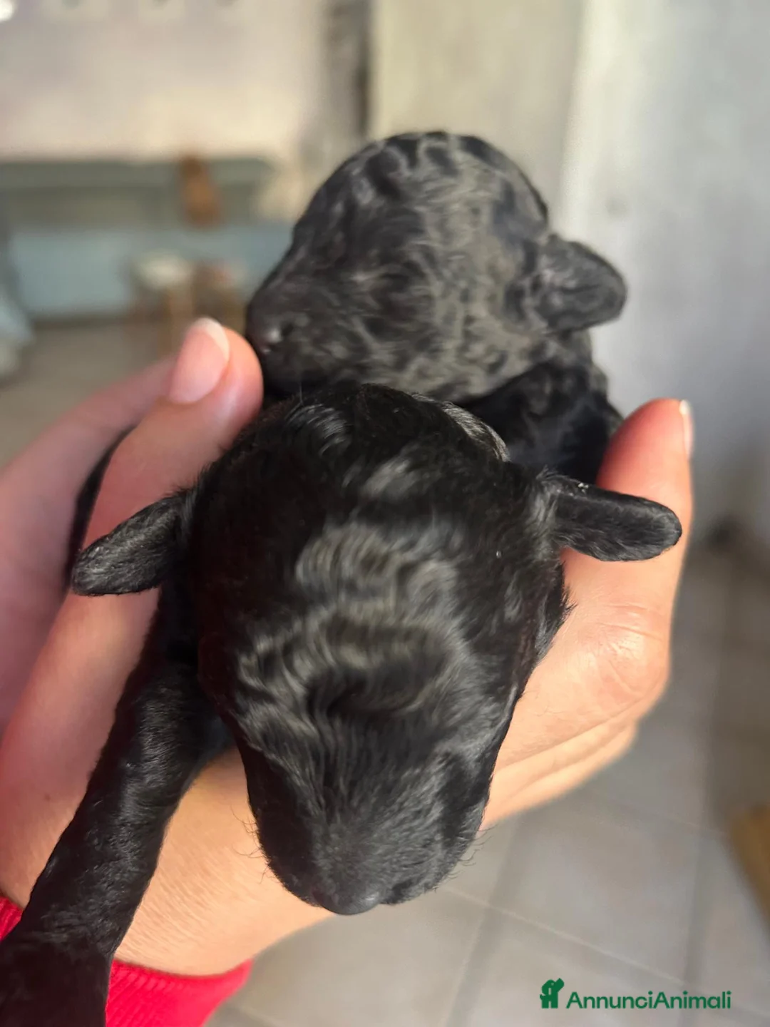 Barboncino cani in vendita: Barboncini neri nani con Pedigree Enci - Annuncio 5