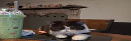 Exotic Shorthair gatti in vendita: Exotic shorthair cucciolo - Annuncio 1