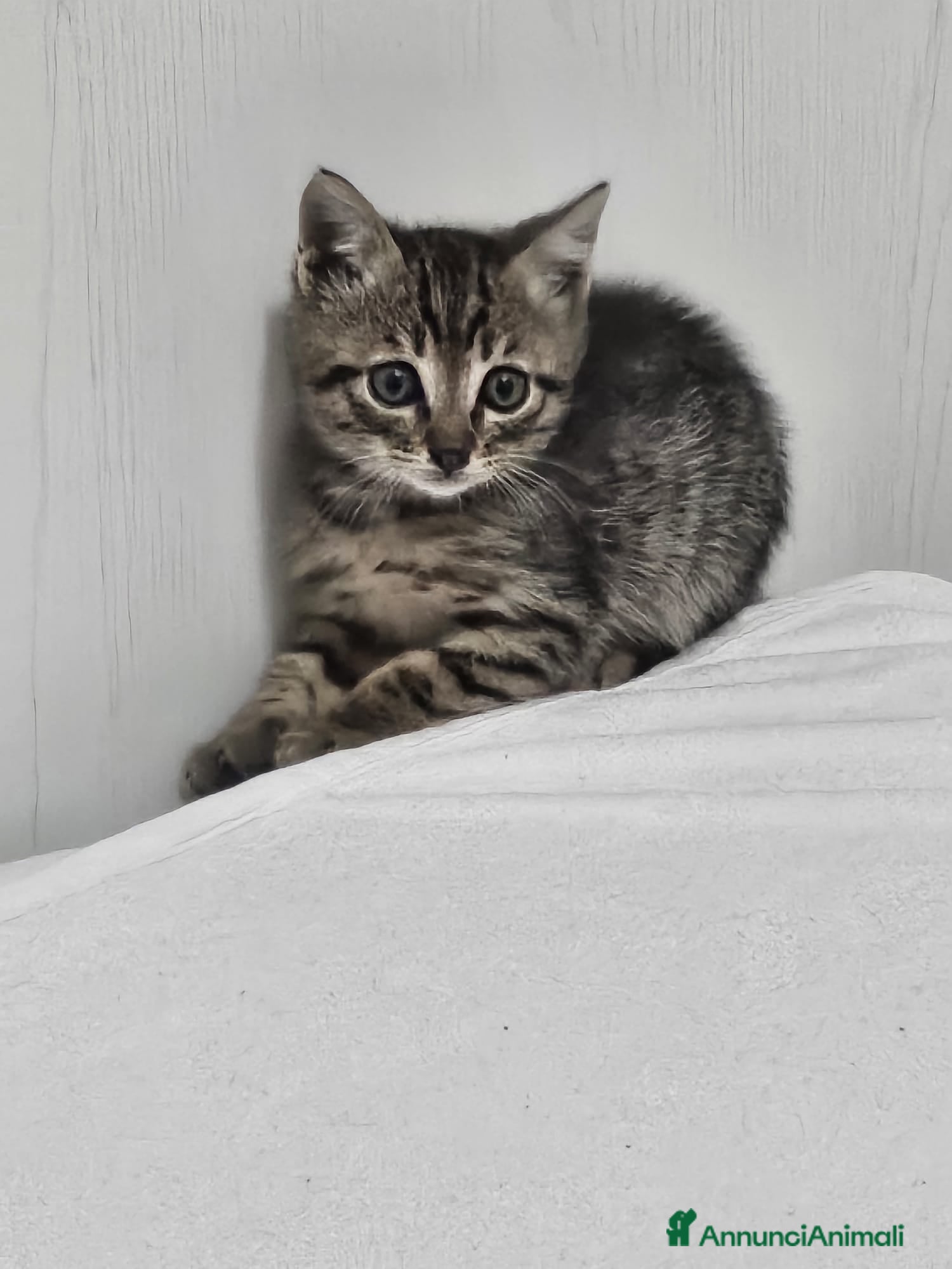 Altre razze gatti ALVIN CERCA CASA 🏡 - Annuncio 1