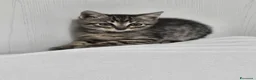Altre razze gatti in regalo: ALVIN CERCA CASA 🏡 - Annuncio 1