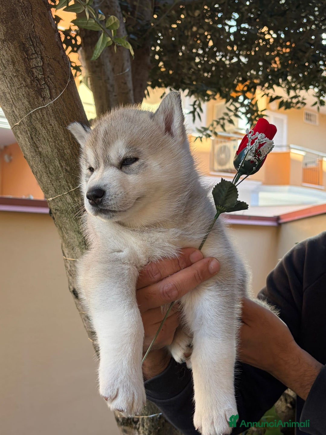 Husky cani in vendita: cuccioli Siberian Husky con pedigree enci - Annuncio 6