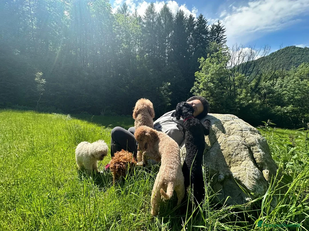 Immagine della galleria {{count}}