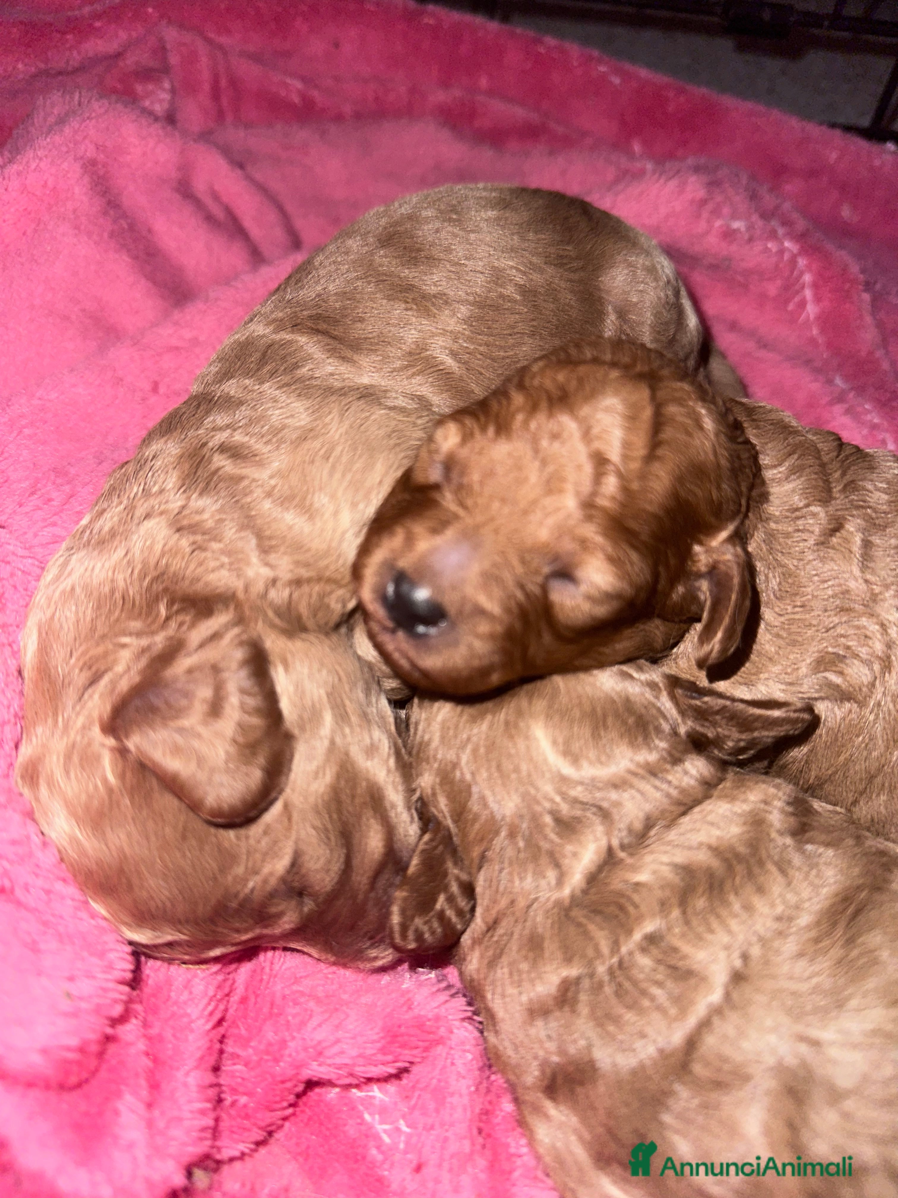 Barboncino cani Barboncini cuccioli con pedigree Enci  - Annuncio 1