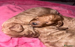 Barboncino cani in vendita: Barboncini cuccioli con pedigree Enci  a Provincia di Treviso - Immagine 1