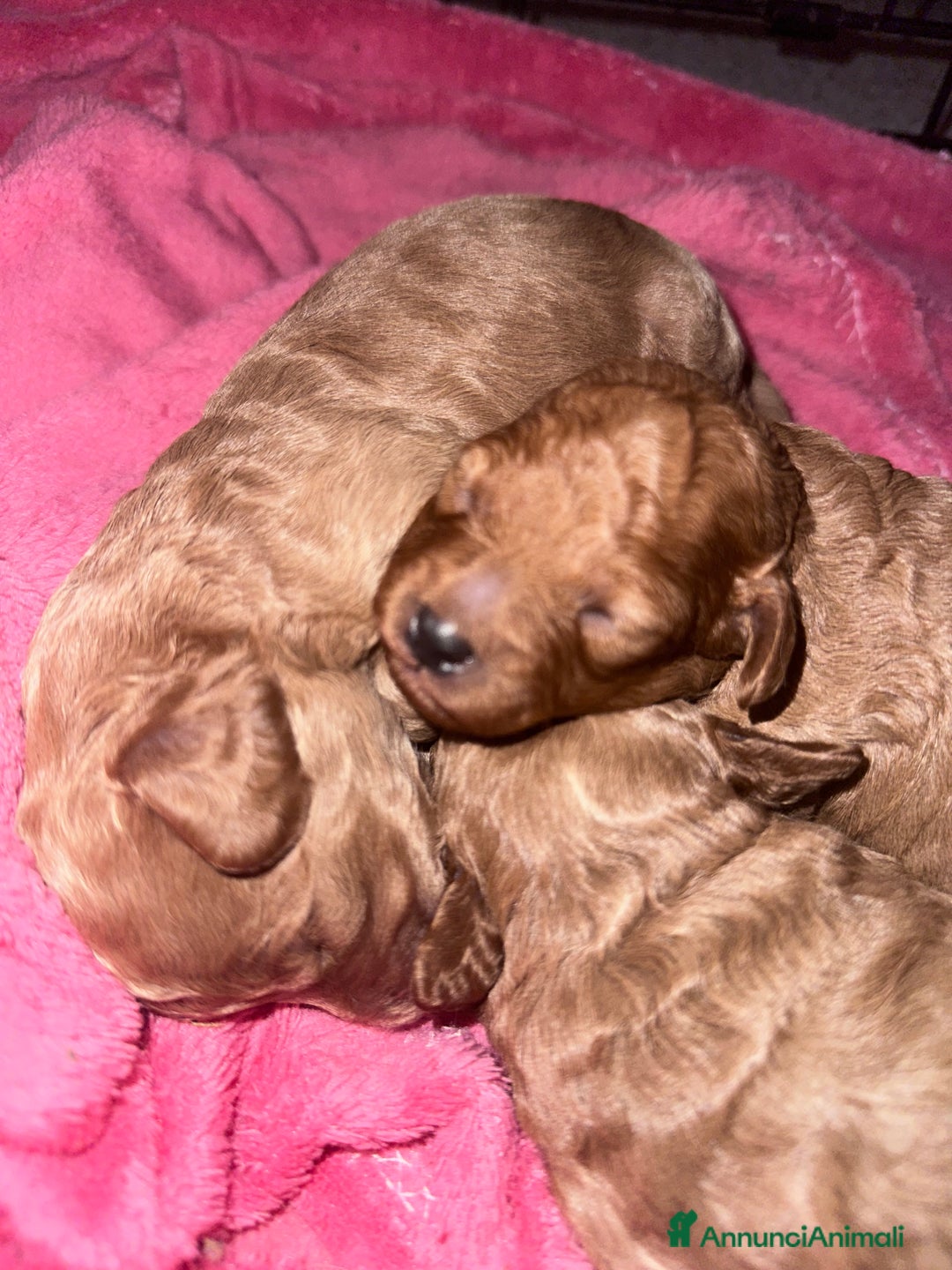 Barboncino cani in vendita: Barboncini cuccioli con pedigree Enci  a Provincia di Treviso - Immagine 1