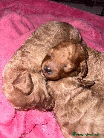 Barboncino cani a Provincia di Treviso - Annuncio 11