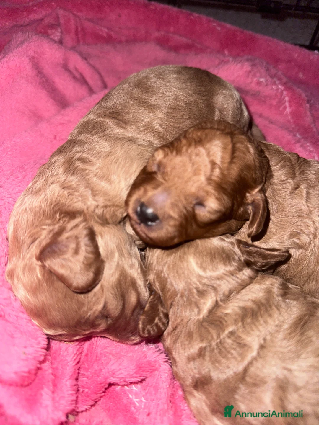 Barboncino cani in vendita: Barboncini cuccioli con pedigree Enci  a Provincia di Treviso - Annuncio 1