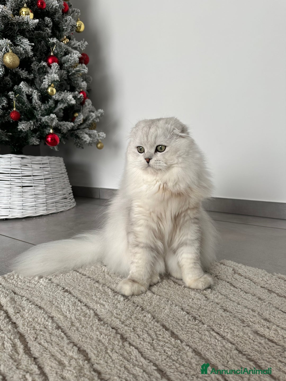 Scottish gatti per accoppiamento: Scottish fold maschio per accoppiamento  - Annuncio 1