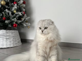 Scottish gatti Scottish fold maschio per accoppiamento - Annuncio 1