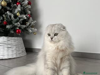 Scottish gatti Scottish fold maschio per accoppiamento - Annuncio 5