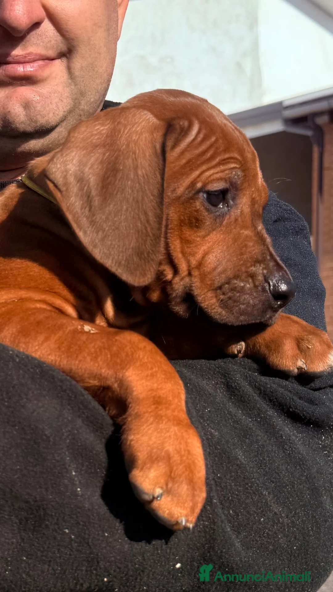 Rhodesian Ridgeback cani in vendita: Cuccioli di razza Rhodesian Ridgeback - Annuncio 6