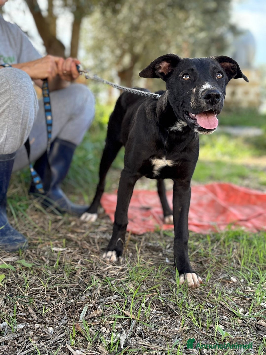 Altre razze cani in regalo: livia e loretta - Annuncio 5