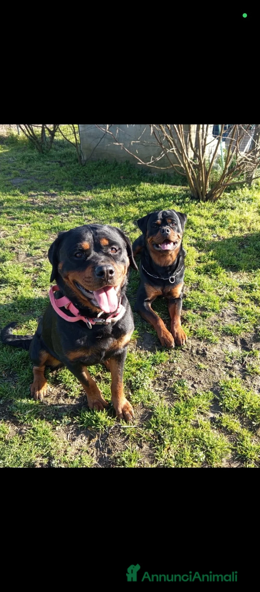 Rottweiler cani in vendita: Cuccioli di rottweiler  a Provincia di Alessandria - Annuncio 2