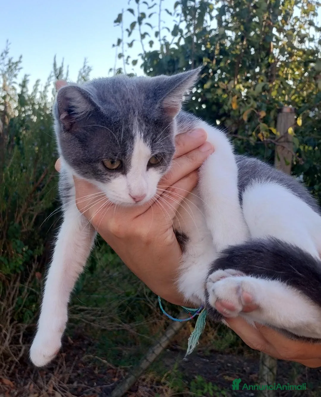 Meticcio gatti in regalo: Gattina cerca casa  a Provincia di Perugia - Annuncio 1