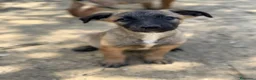 Pastore Belga cani in regalo: 5 splendidi mix PASTORINI BELGA di 3 MESI!  - Annuncio 9