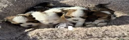 Maltipoo cani in vendita: Maltipoo Barboncino Lhasa Apso Tre Quarti di Luna - Annuncio 3