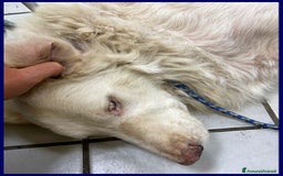 Meticcio cani in regalo: BOMBA giovane buona con tutti! tg abbondante - Immagine 10