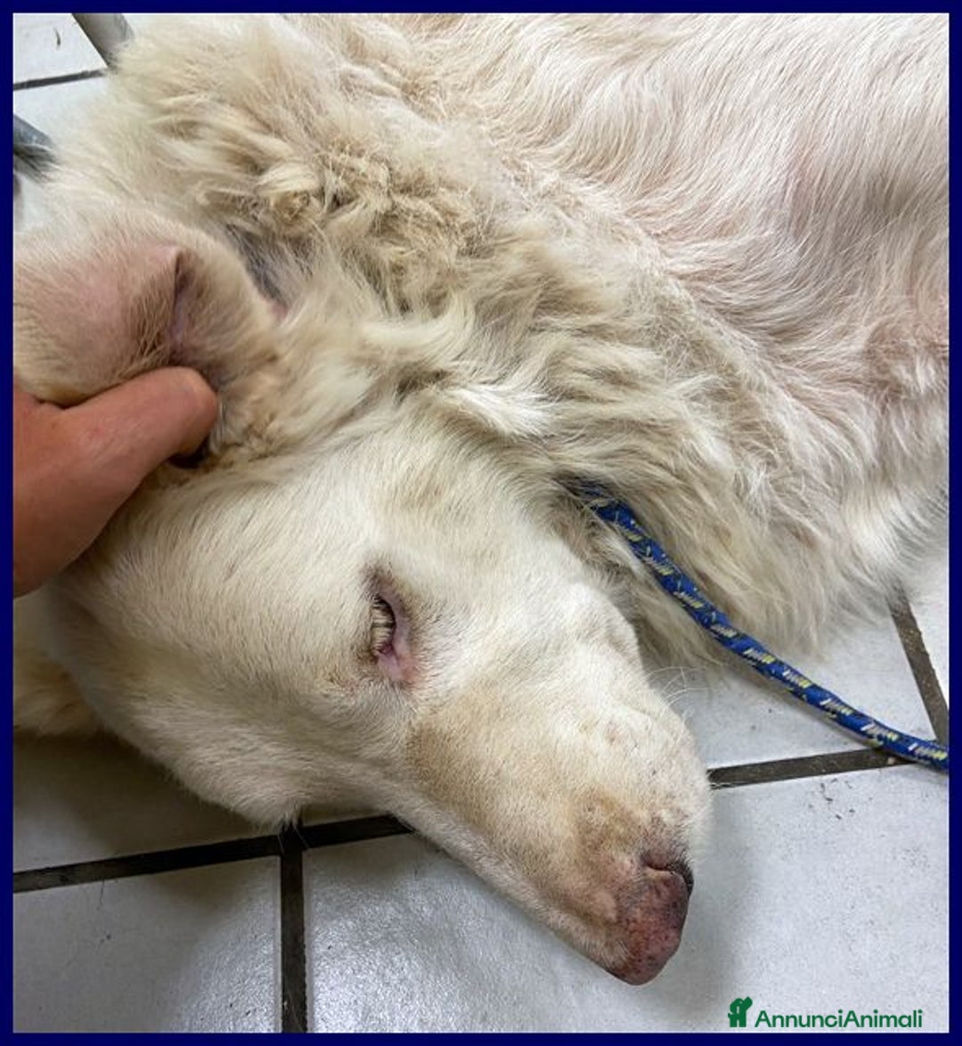 Meticcio cani in regalo: BOMBA giovane buona con tutti! tg abbondante - Immagine 10