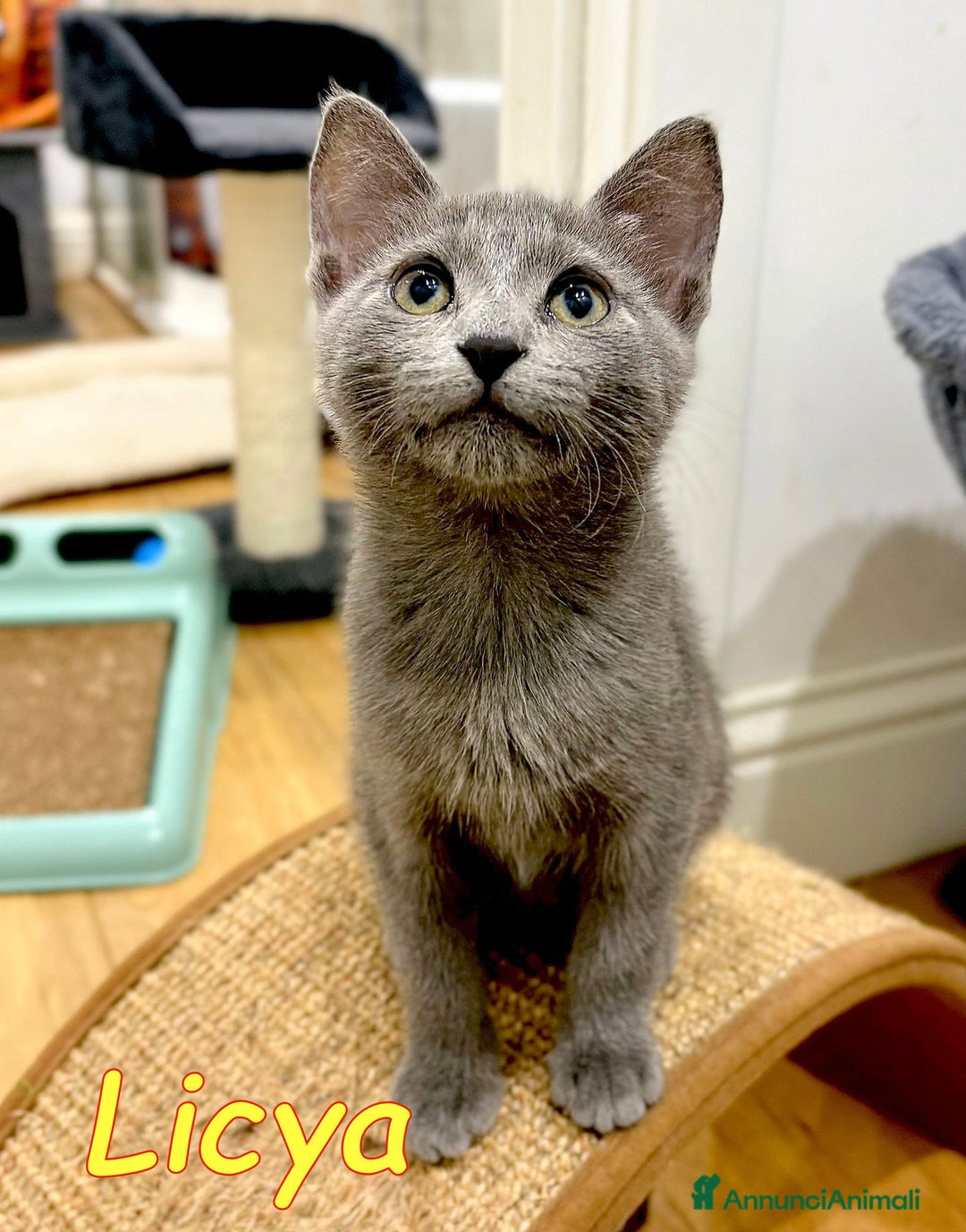 Certosino gatti in regalo: Licya   e Charlie  gattini dolcissimi - Annuncio 3