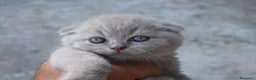 British gatti in vendita: Cuccioli British con pedigree a Provincia di Bergamo - Annuncio 5