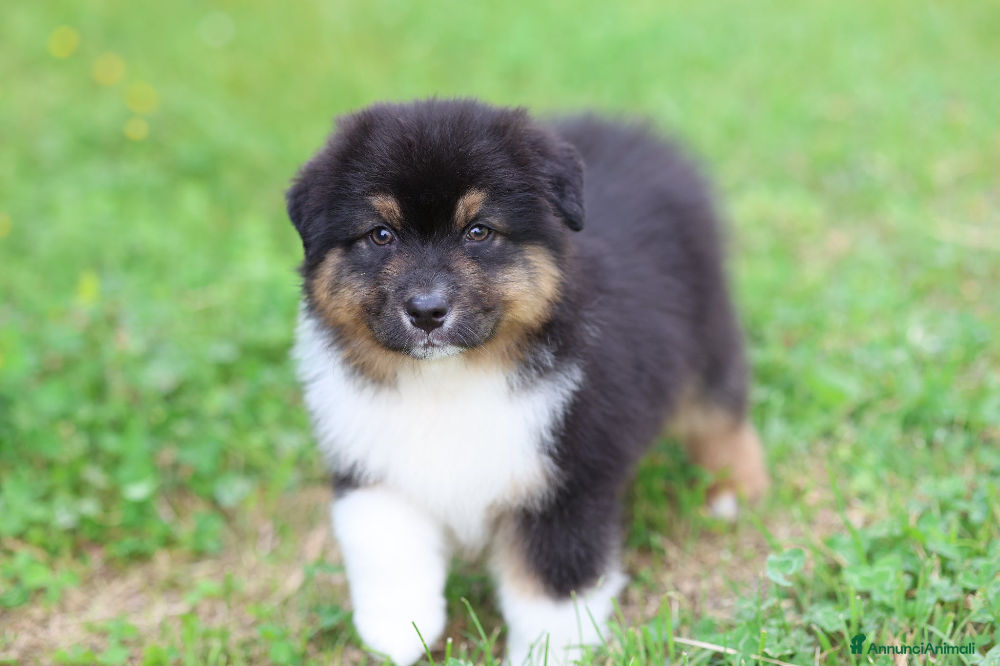 Australian Shepherd cani in vendita: Cuccioli di pastore australiano  - Annuncio 1