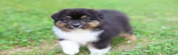 Australian Shepherd cani in vendita: Cuccioli di pastore australiano  - Annuncio 1