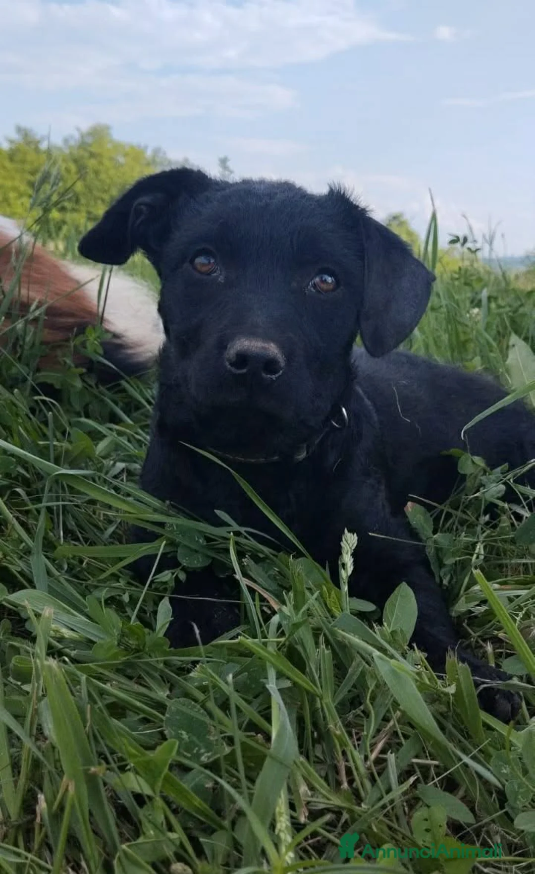 Meticcio cani in regalo: MIA, cucciola di TG PICCOLA super peperina! - Annuncio 1