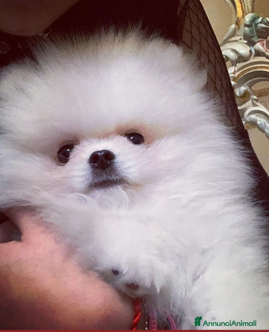 Spitz cani in regalo: Spitz Tedesco Nano/Pomerania a Città metropolitana di Roma Capitale - Annuncio 1