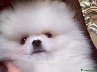 Spitz cani Spitz Tedesco Nano/Pomerania a Città metropolitana di Roma Capitale - Annuncio 1